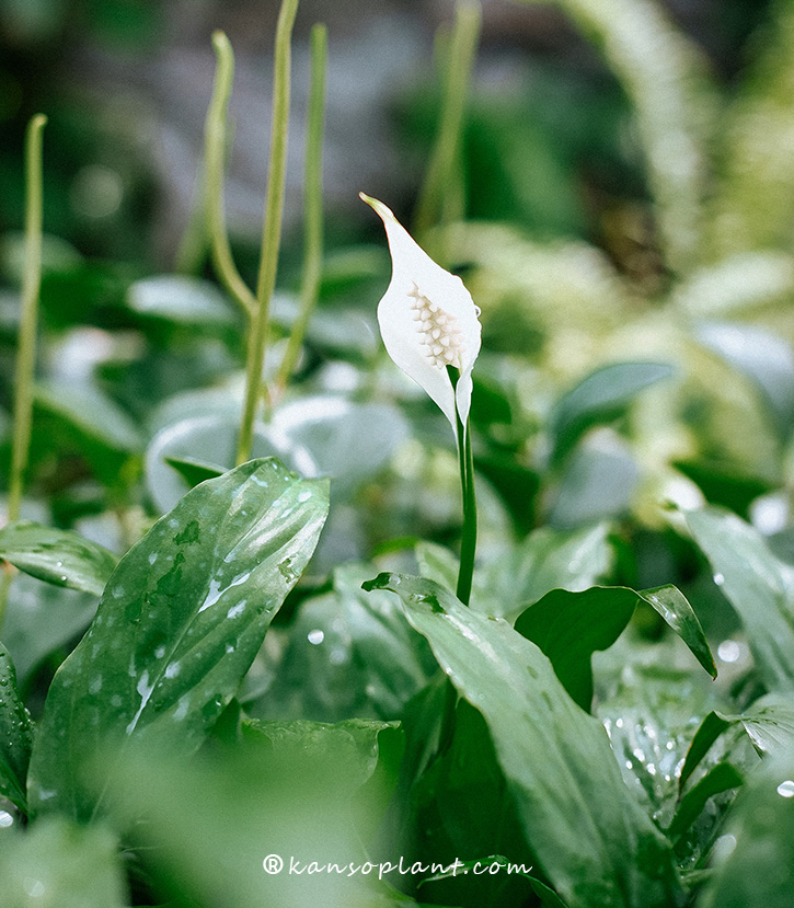 Giới Thiệu Về Kanso Plant