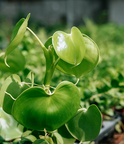 Cảm nhận khách hàng