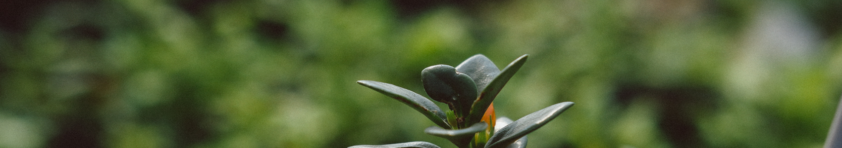 Danh Mục Cây Xanh - Chậu Trồng Cây - Kanso Plant