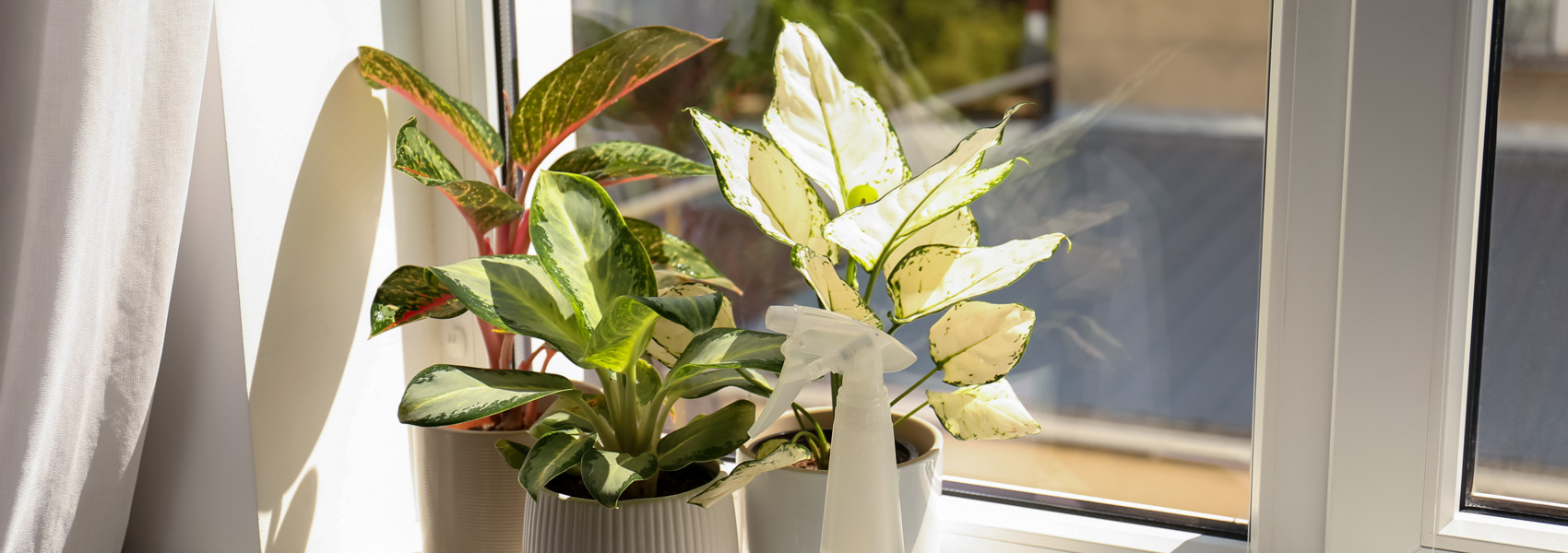 Gốm Sứ - Chậu Trồng - Kanso Plant