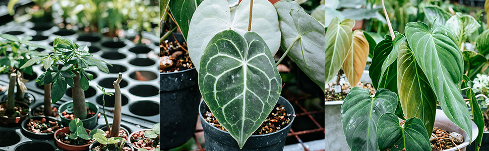 Chính Sách - Hướng Dẫn - Kanso Plant