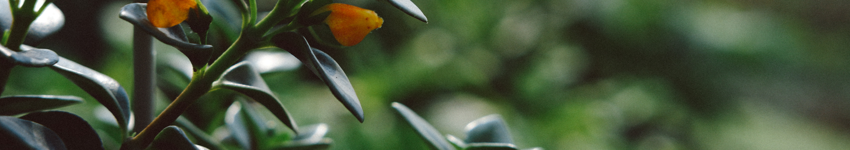 Thư Viên Video - Kanso Plant