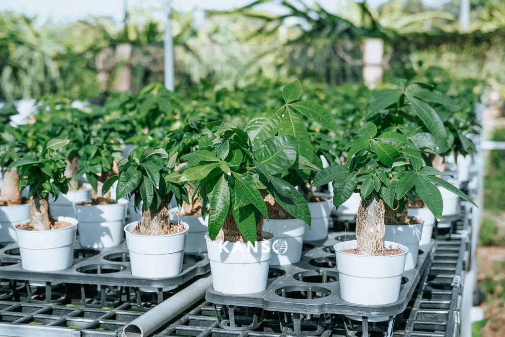 VƯỜN CÂY KIM NGÂN