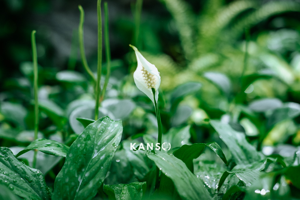 VƯỜN CÂY CẢNH MINI