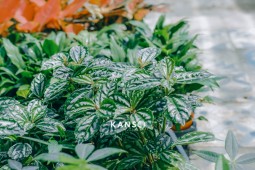 VƯỜN CÂY CẢNH MINI