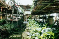 VƯỜN CÂY CẢNH MINI