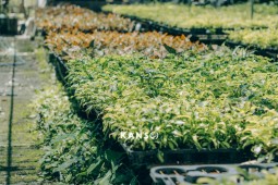 VƯỜN CÂY CẢNH MINI
