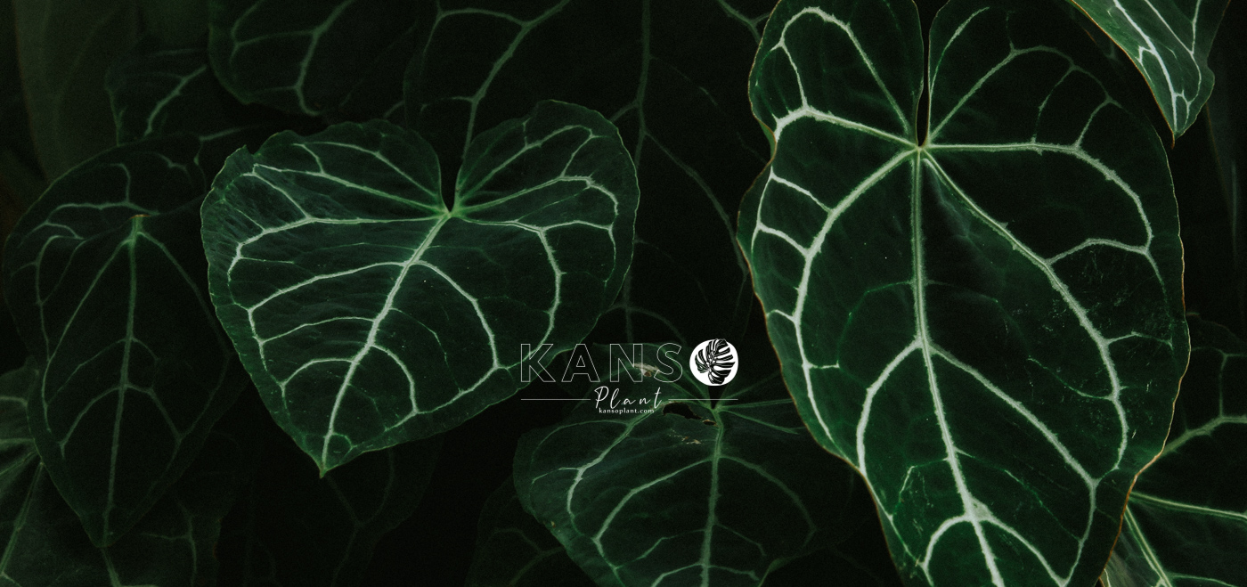 Anthurium - Hồng Môn