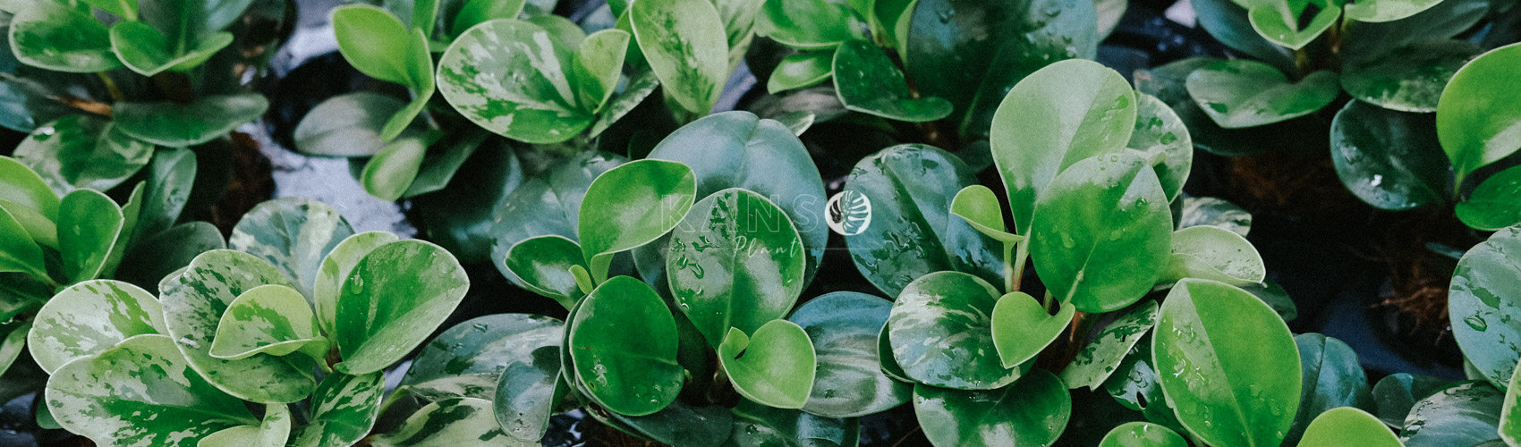 Cây Trường Sinh - Peperomia