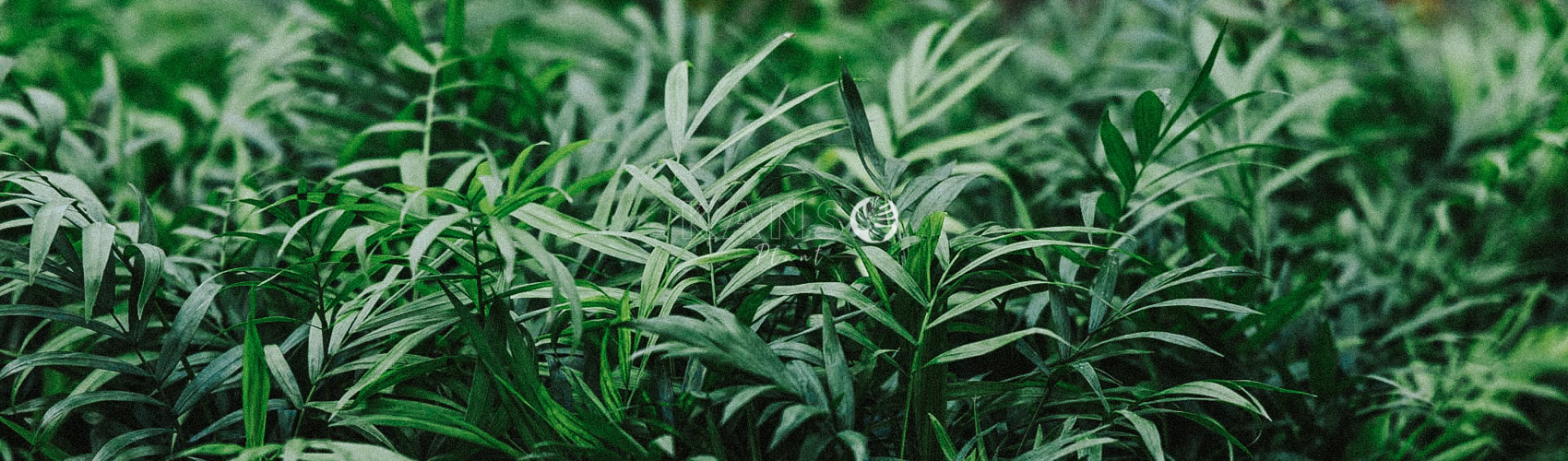 Cau Tiểu Trâm - Chamaedorea Elegans