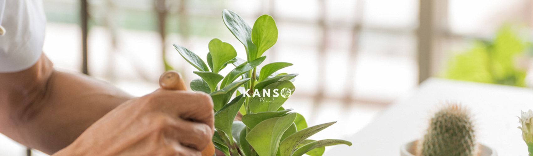 Kinh doanh cây cảnh và kinh nghiệm thành công