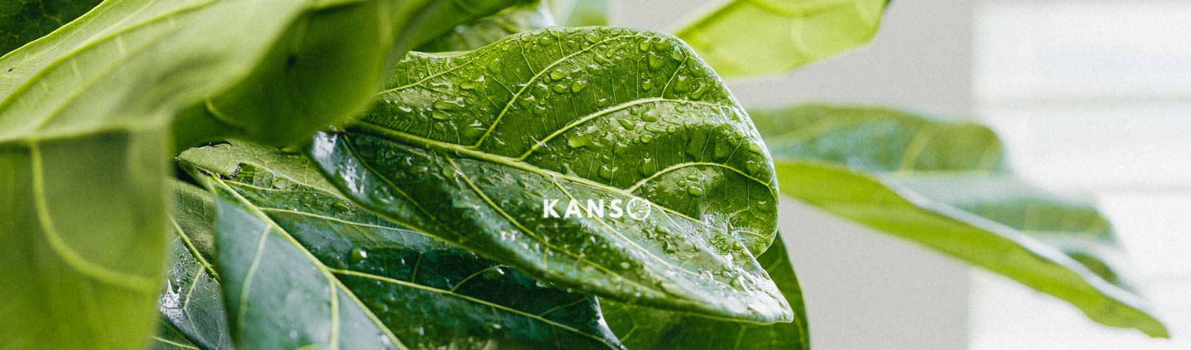 Cây Bàng Singapore