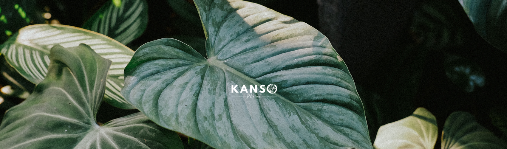 Philodendron thân bò