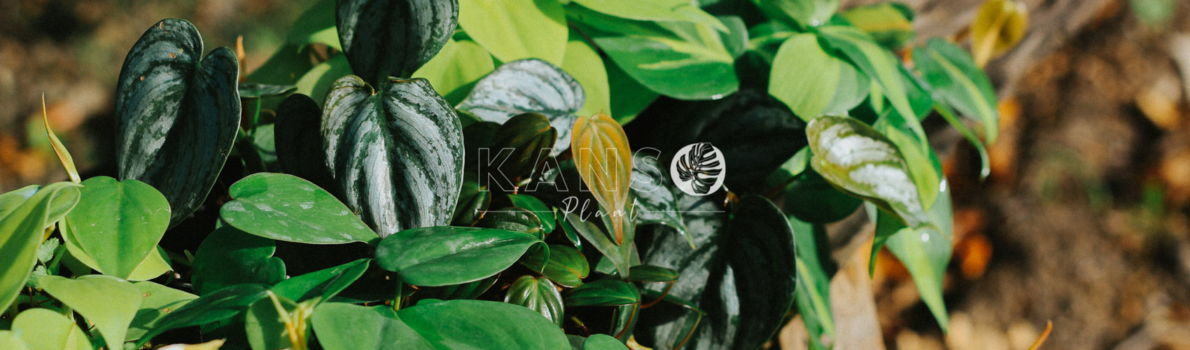 Trầu Bà - Philodendron Hederaceum