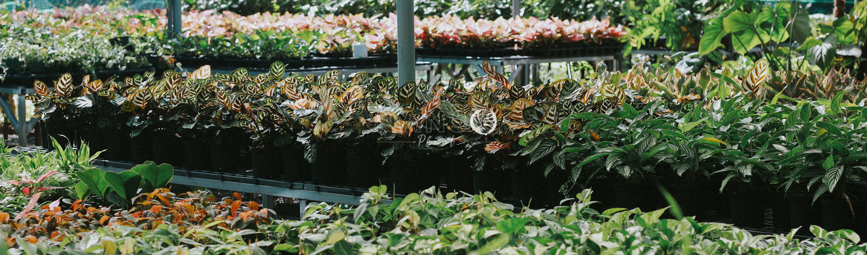 Cây Đuôi Công - Calathea