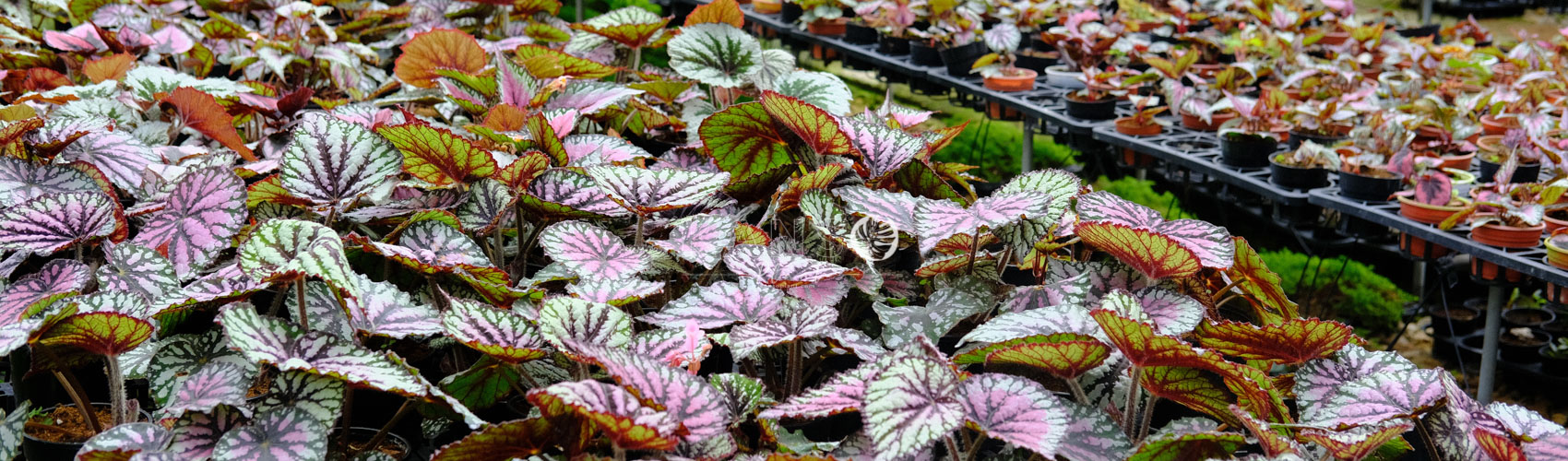 Thu Hải Đường - Begonia