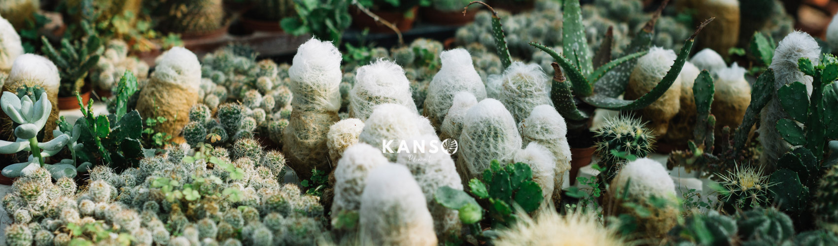 03 Nguồn Cung Cấp Cây Cảnh Trên Thị Trường VN