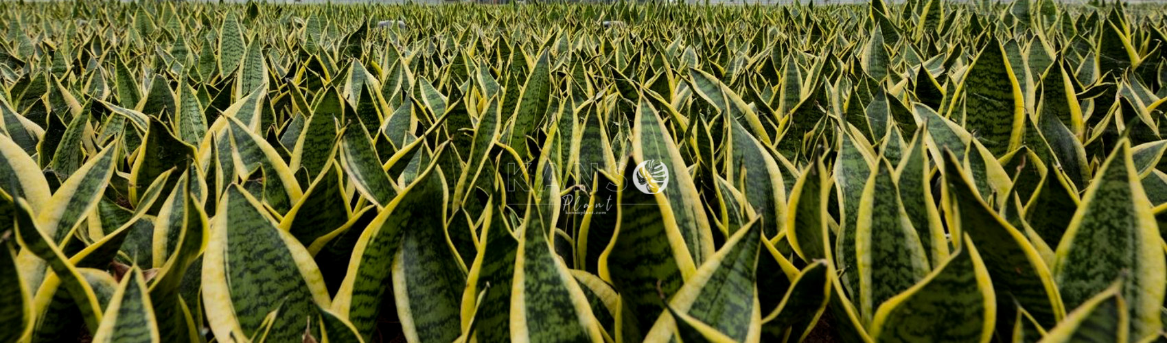 Lưỡi hổ - Sansevieria (Dracaena)