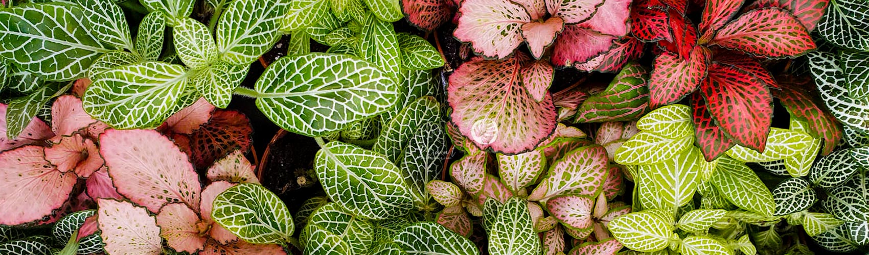 Cây May Mắn - Fittonia