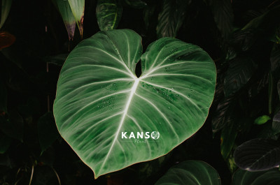 Philodendron Gloriosum