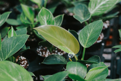 Philodendron Đế Vương