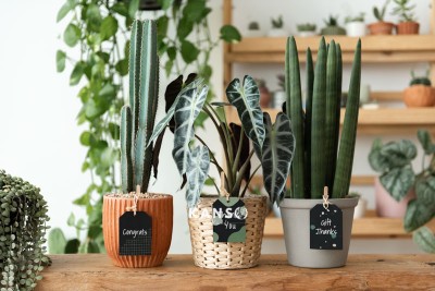 Vài Lưu Ý Khi Chọn Nguồn Cung Cấp Cây Cảnh