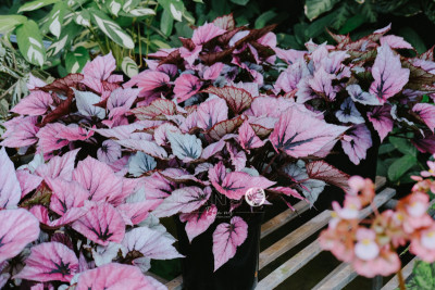 Thu Hải Đường - Begonia