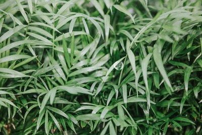 Cau Tiểu Trâm - Chamaedorea Elegans