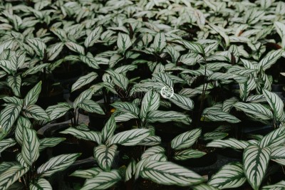 Cây Đuôi Công - Calathea