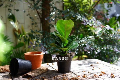 Cây Bàng Singapore