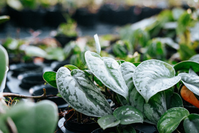 Trầu Bà Lụa - Scindapsus