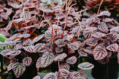 Cây Hạnh Tiên Thảo - Peperomia Caperata