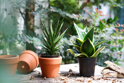 Lưỡi hổ - Sansevieria (Dracaena)