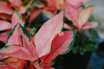 Aglaonema - Chinese Evergreen