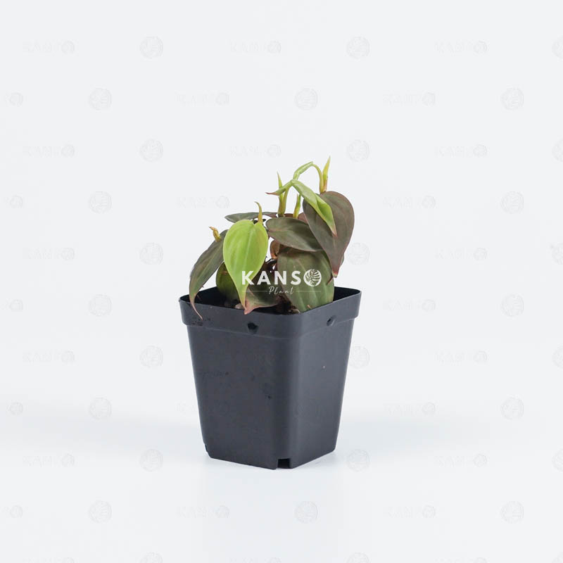 Trầu Bà Micans 6.0