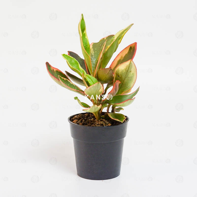 Trường Sinh Đỏ 8.0