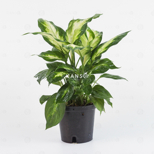 Vạn Niên Thanh 10.0