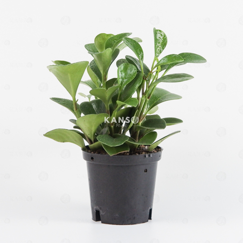 Trường Sinh Xanh 10.0