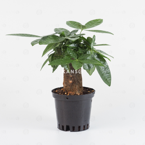 Kim Ngân Đơn 10.0