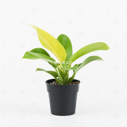 Đế Vương Vàng 8.0