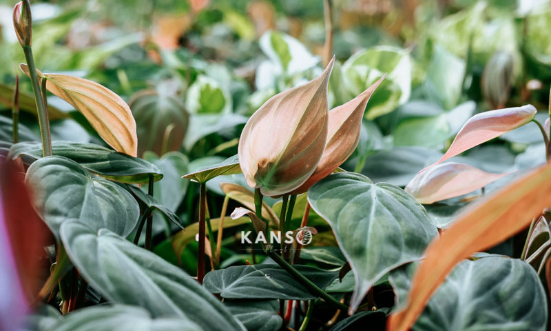 Chính sách giá sỉ