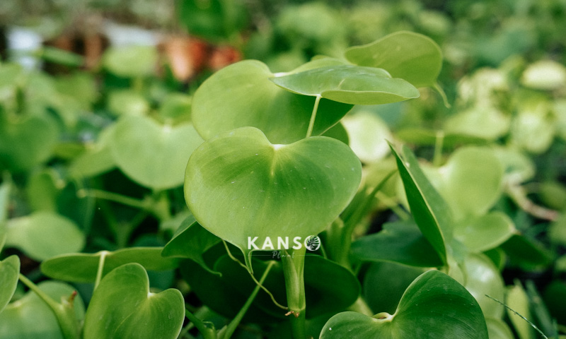 Hướng dẫn đặt hàng