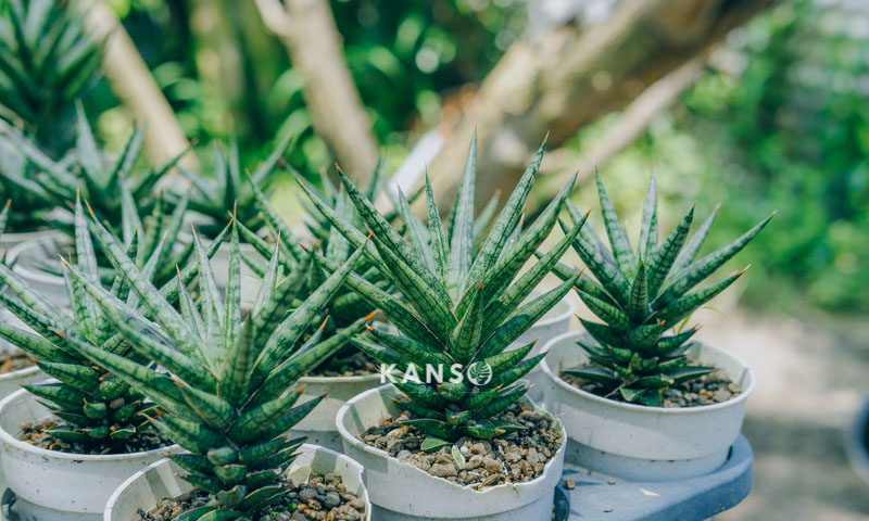 Chiết khấu số lượng